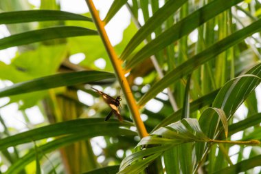 siyah kelebek yakın bir yaprak uçar