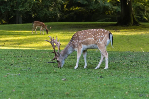 En dovhjort skrubbsår på en grön äng — Stockfoto