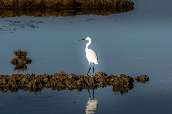 白鷺が鳥類の rese で沼を散歩します。 — ストック写真