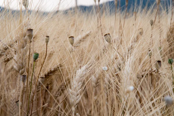 Oreilles de blé dans un champ en Provence — Photo