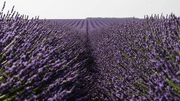 flowered lavender field in Provence France