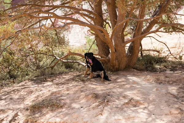 Thirsty dog under the shadow of a tree