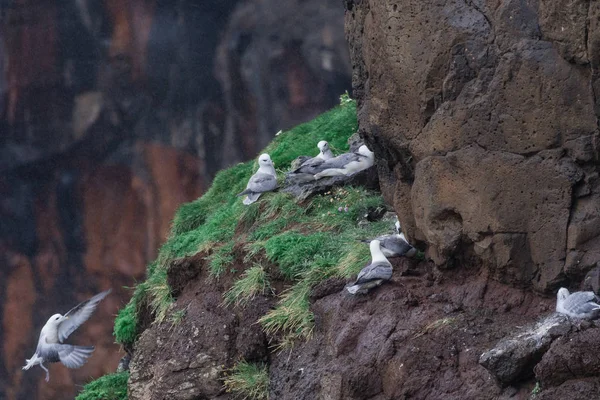 Seagull nest on the cliff in Mykines — Stock Photo, Image