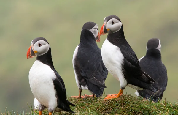 Puffins uçuruma Faroe Adaları'Mykines adasının üzerinde — Stok fotoğraf