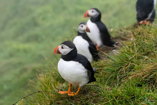 Puffins on the cliffs of Mykines island in the Faroe Islands — Stock Photo, Image