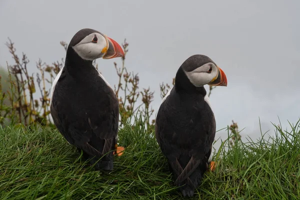 Puffins uçuruma Faroe Adaları'Mykines adasının üzerinde