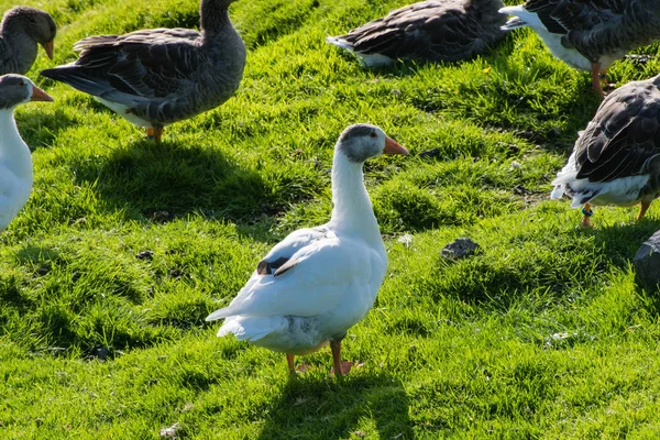 Wildgänse wandern auf einem Feld auf den Hügeln der Färöer-Inseln — Stockfoto