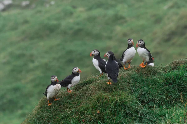 Puffins uçuruma Faroe Adaları'Mykines adasının üzerinde - Stok İmaj