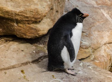 Bir kaya doğa doğal ortamda oturan penguen 