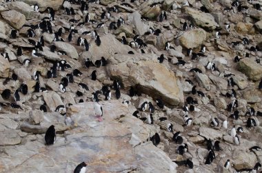 birçok penguenler kayalar üzerinde oturuyor 