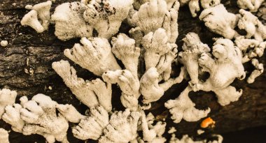 Bir ağaç dalı üzerinde büyüyen Likens yakın çekim