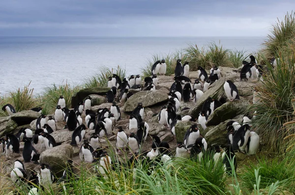 A group of penguins sitting on rocks outside in nature