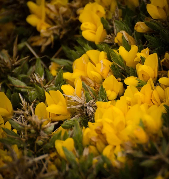 Ανθοφορία Άνθη Κίτρινα Άνθη — Φωτογραφία Αρχείου