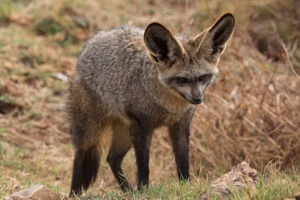 Bat eared fox — Stockfoto