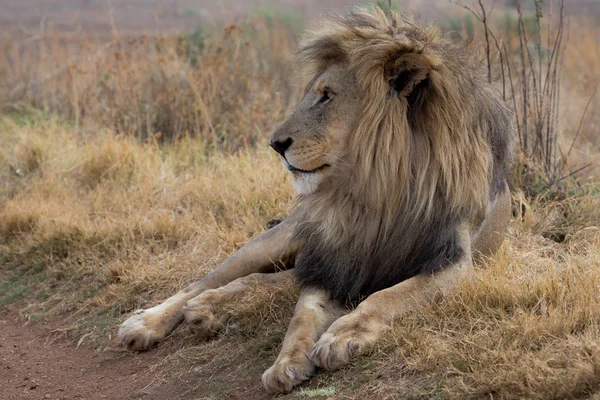 Дивно лев Національний парк Крюгера — стокове фото