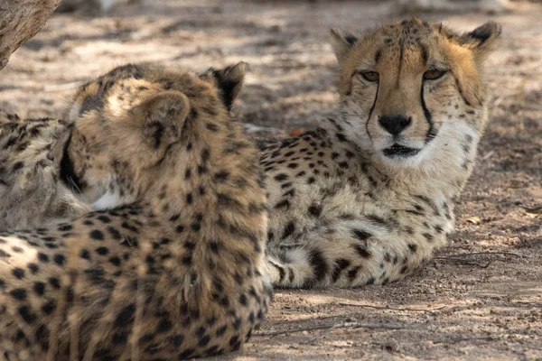 2 Cheetahs (Rugby) Kruher Nationaal Park — Stockfoto