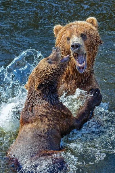 Ursos kodiak — Fotografia de Stock