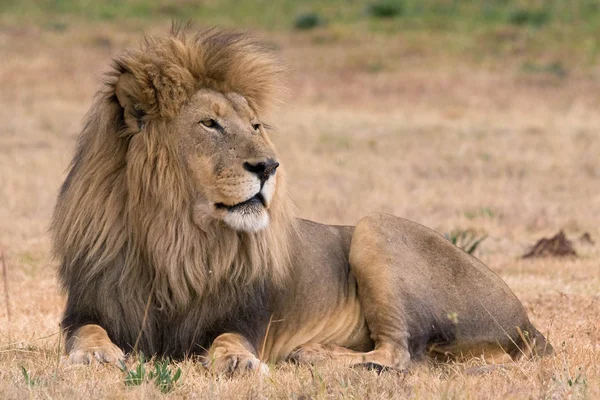 Красивый лев Крюгер — стоковое фото
