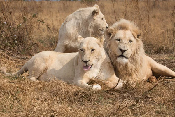 Racimo de leones blancos — Foto de Stock