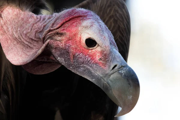 Eikenblad geconfronteerd gier — Stockfoto