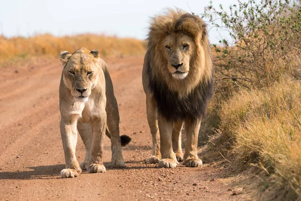Löwenpaar — Stockfoto