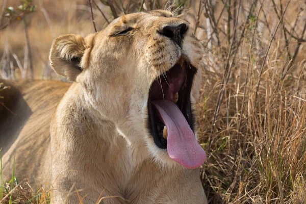 Löwin gähnt kruger Nationalpark — Stockfoto