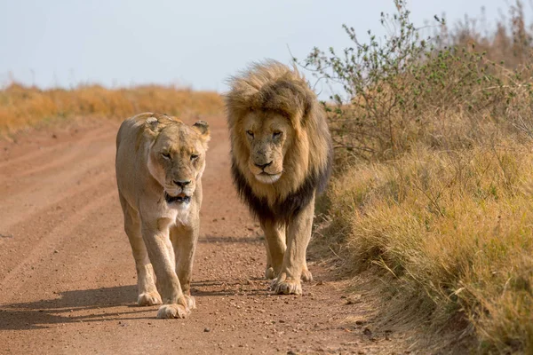 Löwen-Kruger-Nationalpark — Stockfoto