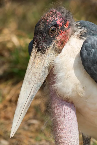 Marabou stork south Africa — Stock Photo, Image