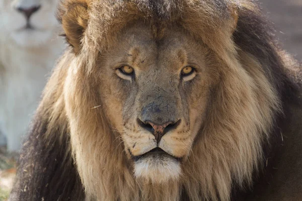 クルーガー国立公園ライオンの肖像画 — ストック写真