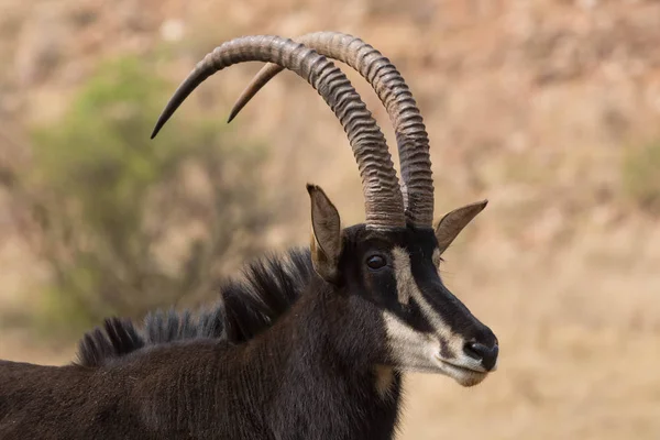 Sable antilooppi kruger kansallispuisto Etelä-Afrikka — kuvapankkivalokuva