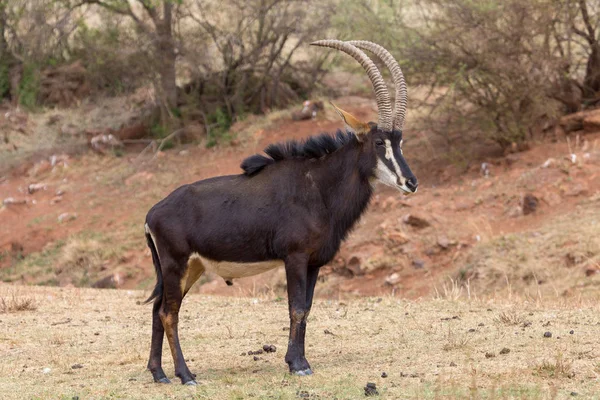 Sable antilooppi Kruger kansallispuisto — kuvapankkivalokuva
