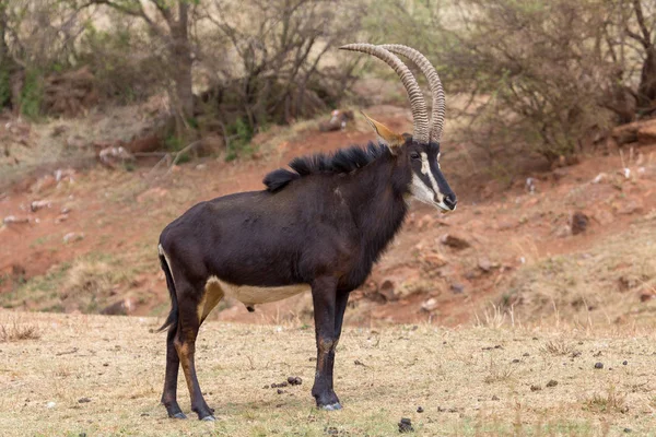 Fekete lóantilop Kruger Nemzeti Park — Stock Fotó