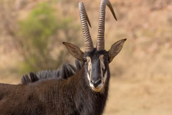 Sable antiloper Krugerparken, Sydafrika — Stockfoto