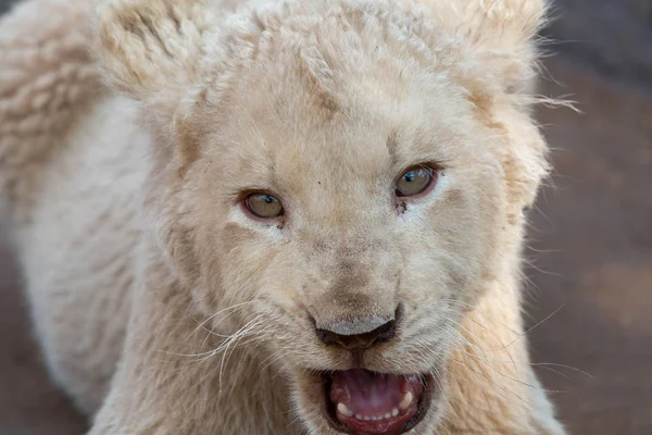 Valkoinen leijonanpentu — kuvapankkivalokuva