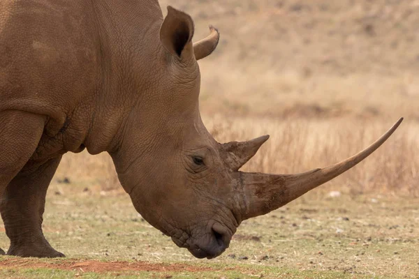 Rinoceronte Branco África do Sul — Fotografia de Stock