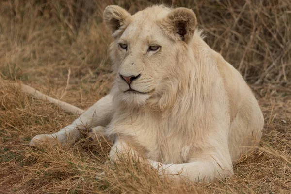 Белый лев лежит на траве — стоковое фото
