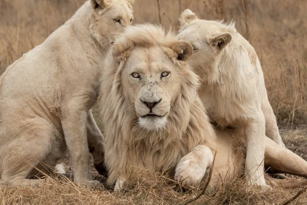 Weiße löwen südafrika — Stockfoto
