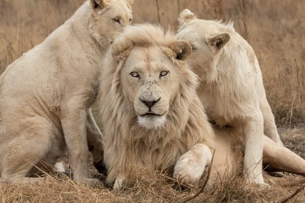 Leones blancos Sudáfrica —  Fotos de Stock