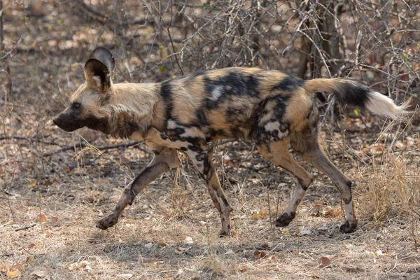 Cane selvatico Parco Nazionale di Kruger — Foto Stock