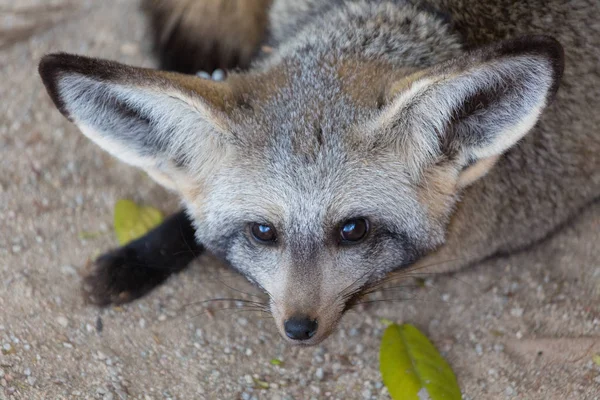 Denevér fülű fox Namíbia — Stock Fotó