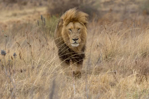 Lion Kruger National Park — Stock Photo, Image