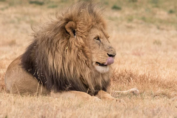 Löwenkruger-Nationalpark — Stockfoto