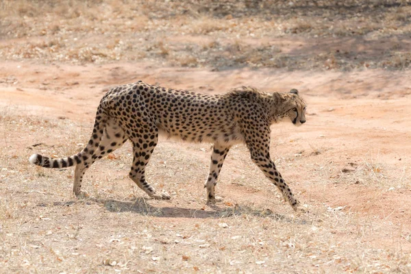 Parque Nacional Cheetah Kruger — Fotografia de Stock