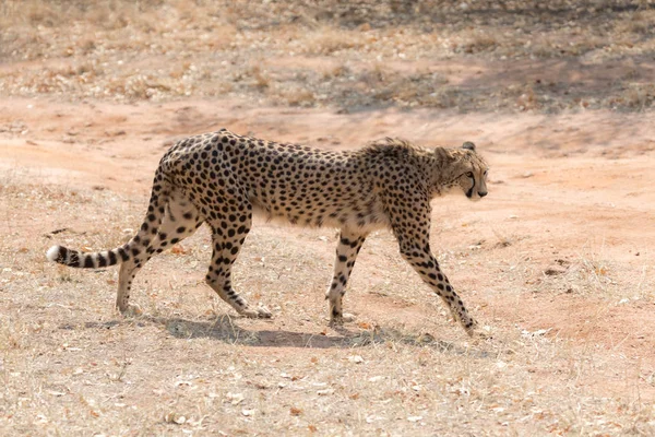 チーター クルーガー国立公園 — ストック写真