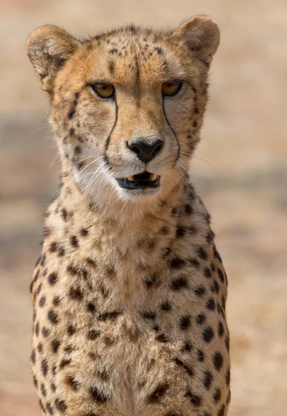 Cheetah kruger Milli Parkı