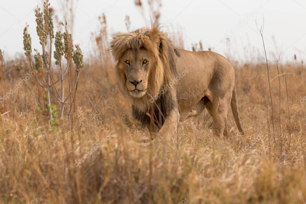amazing lion south africa
