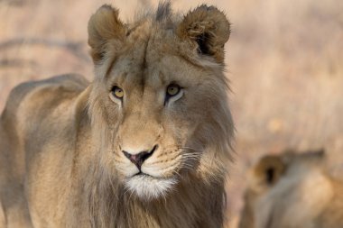 Güney Afrika aslanı