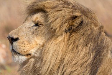 Aslan Kruger Milli Parkı