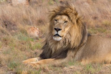 Aslan Kruger Milli Parkı