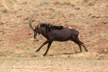 Sable antelope running clipart